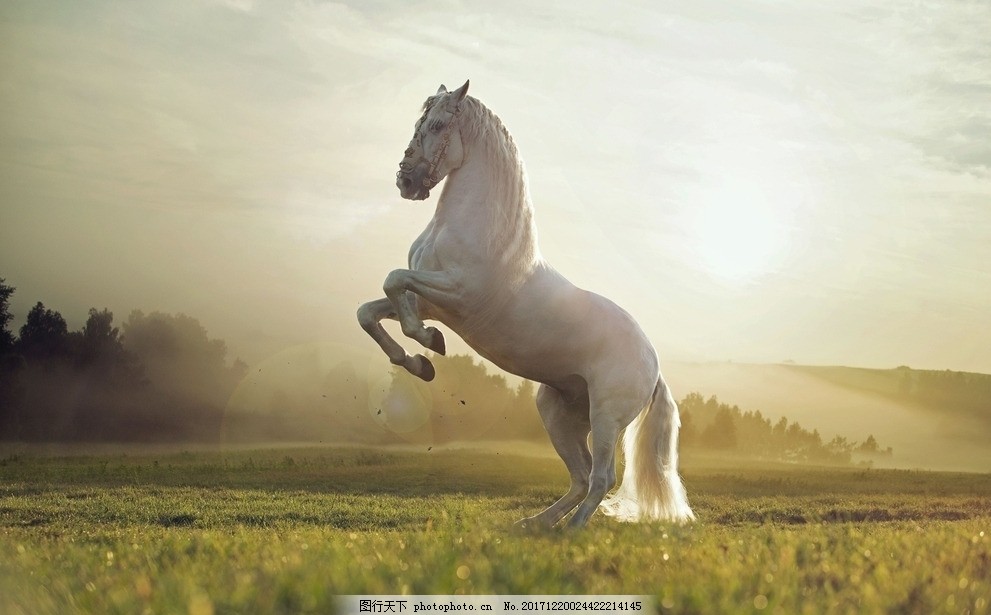 梦见白马和黑马,探索梦境中的神秘象征 梦见白马和黑马,探索梦境中的神秘象征