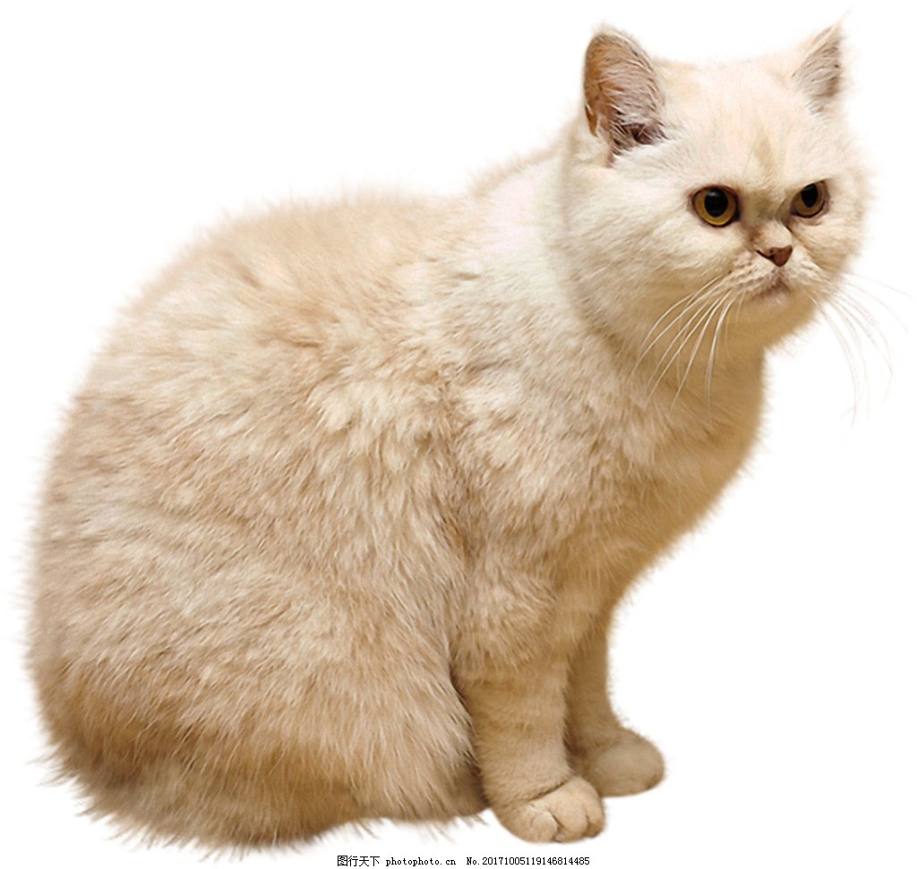 白色毛发的猫免抠png透明素材图片 生物静物 设计元素 图行天下素材网