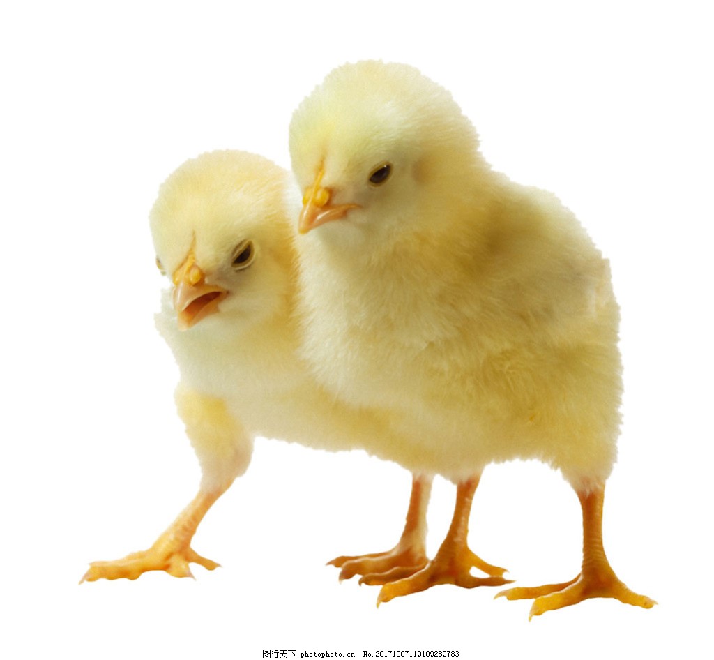 两只小鸡在暖炉下取暖照片摄影图片_ID:415579894-Veer图库