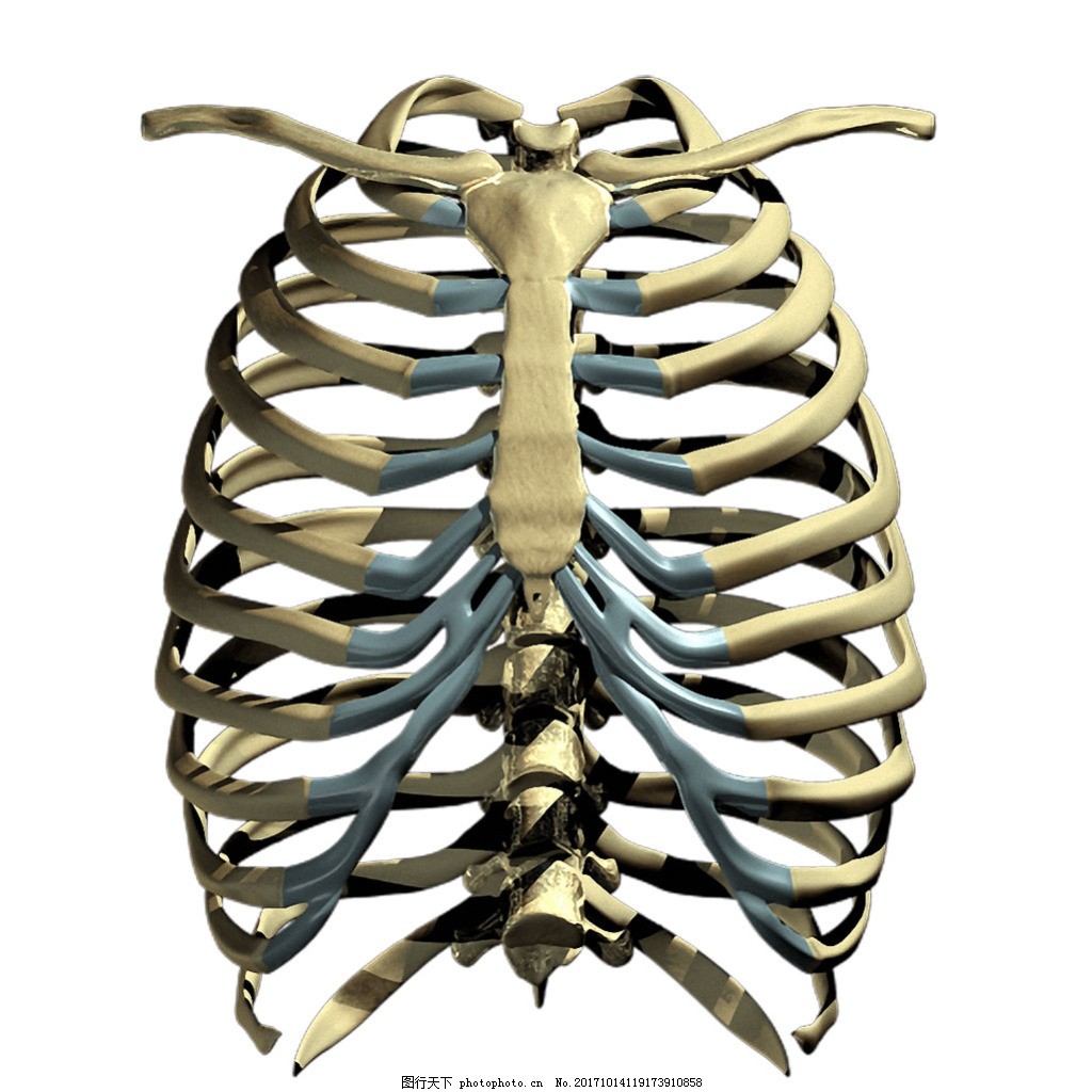 人体解剖图肋骨-千图网