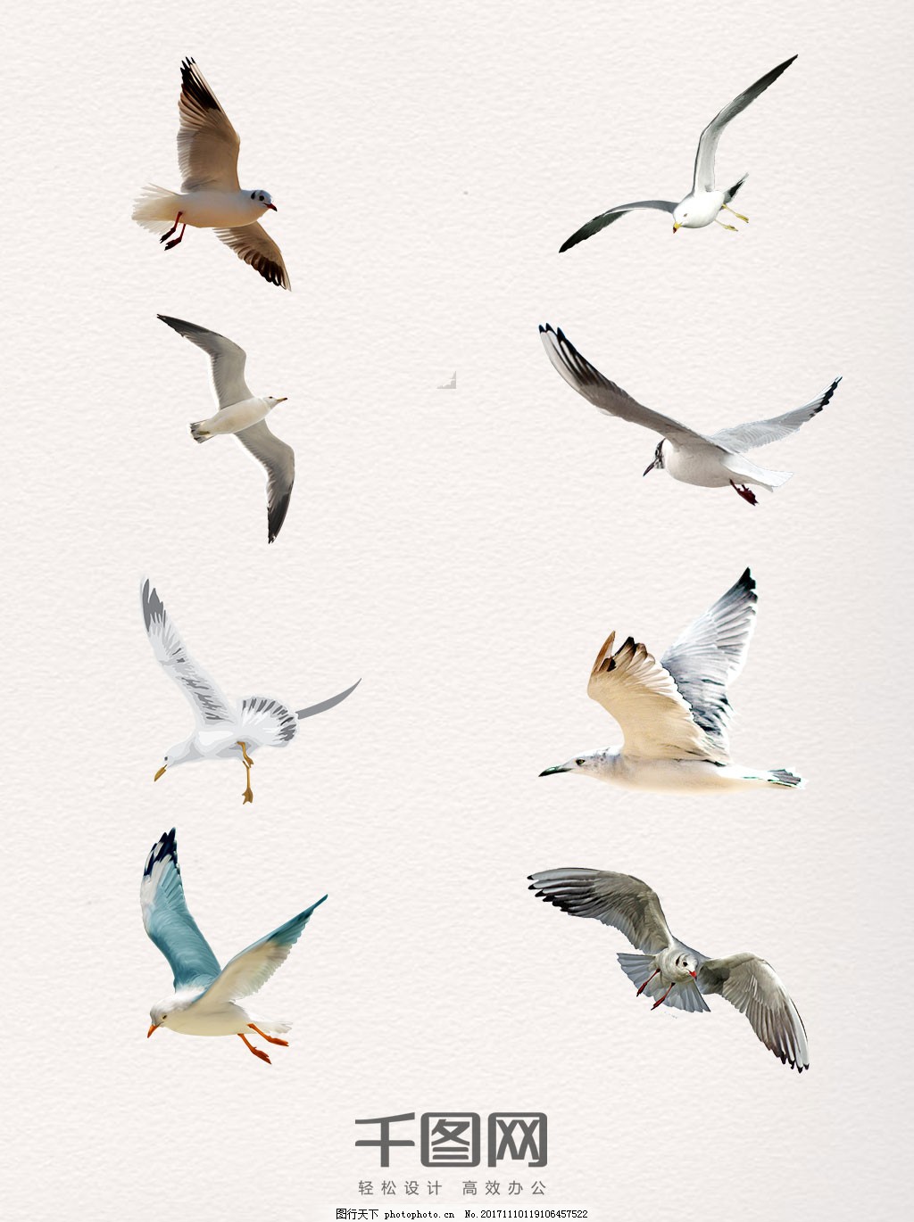 飞行中的海鸥白身体黑翅膀图片_生物静物_设计元素-图行天下素材网