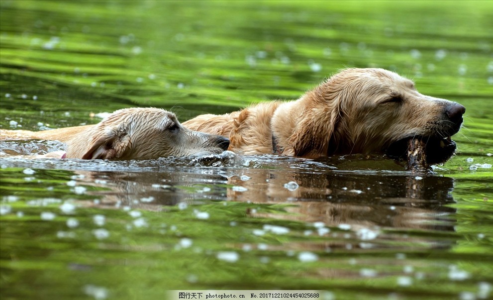 黄狗图片_动物昆虫_自然风景-图行天下素材网